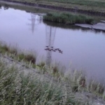 Thumbnail of post image 009